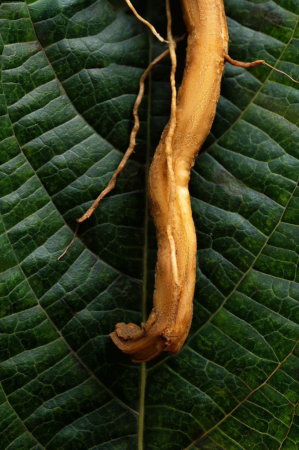  Isatidis Radix